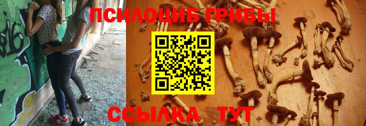 Псилоцибиновые грибы Psilocybine cubensis Кузнецк